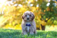 Asher, a male Yorkipoo for sale in Fresno, OH – 1 of 7