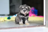 Clementine, a female Miniature Schnauzer for sale in Fresno, OH – 8 of 10