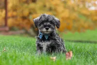 Leo, a male Miniature Schnauzer for sale in Fresno, OH – 2 of 8