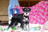 Brianna, a female Miniature Schnauzer for sale in Fresno, OH – Photo 4 of 6