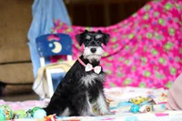 Brianna, a female Miniature Schnauzer for sale in Fresno, OH – Photo 2 of 6