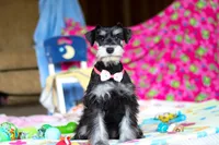 Brianna, a female Miniature Schnauzer for sale in Fresno, OH – Photo 1 of 6