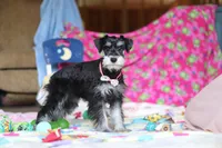 Brianna, a female Miniature Schnauzer for sale in Fresno, OH – Photo 3 of 6