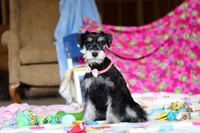 Brianna, a female Miniature Schnauzer for sale in Fresno, OH – Photo 5 of 6