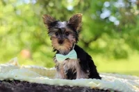 Ollie, a male Yorkshire Terrier for sale in Fresno, OH – 3 of 10