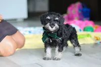 Percy, a male Miniature Schnauzer for sale in Fresno, OH – 2 of 10