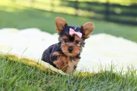 Macy, a female Yorkshire Terrier for sale in Fresno, OH – 3 of 9