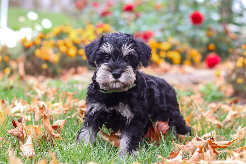 Rowan – Miniature Schnauzer puppy for sale in Fresno, OH