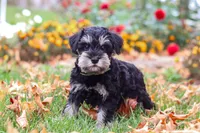Rowan, a male Miniature Schnauzer for sale in Fresno, OH – 1 of 8