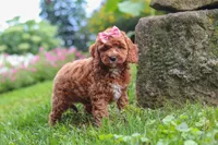 Elowyn, a female Cavapoo for sale in Fresno, OH – 5 of 9