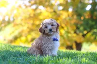 Asher, a male Yorkipoo for sale in Fresno, OH – 2 of 7