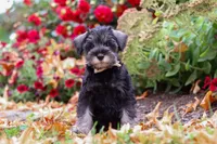 Otis, a male Miniature Schnauzer for sale in Fresno, OH – 4 of 7