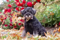 Otis, a male Miniature Schnauzer for sale in Fresno, OH – 5 of 7