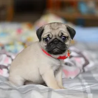 Penny , a female Pug for sale in Fresno, OH – Photo 2 of 8