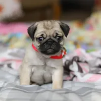 Penny , a female Pug for sale in Fresno, OH – Photo 1 of 8