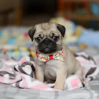 Penny , a female Pug for sale in Fresno, OH – Photo 7 of 8
