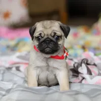 Penny , a female Pug for sale in Fresno, OH – Photo 8 of 8