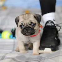 Penny , a female Pug for sale in Fresno, OH – Photo 5 of 8