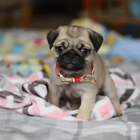 Penny , a female Pug for sale in Fresno, OH – Photo 6 of 8