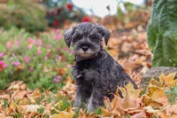 Theo, a male Miniature Schnauzer for sale in Fresno, OH – 2 of 8