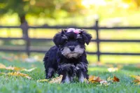 Gracie, a female Miniature Schnauzer for sale in Fresno, OH – 2 of 7