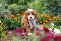 Lane, a male Cavapoo for sale in Fresno, OH – 5 of 10