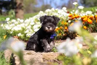 Mason, a male Miniature Schnauzer for sale in Fresno, OH – 5 of 7