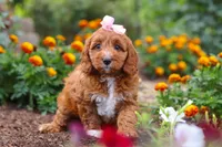 Dixie, a female Cavapoo for sale in Fresno, OH – 6 of 10
