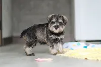 Clementine, a female Miniature Schnauzer for sale in Fresno, OH – 9 of 10