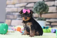 Cali , a female Yorkshire Terrier for sale in Fresno, OH – 6 of 7