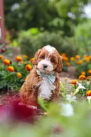 Lane, a male Cavapoo for sale in Fresno, OH – 8 of 10