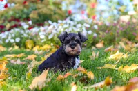 Leon, a male Miniature Schnauzer for sale in Fresno, OH – 6 of 10
