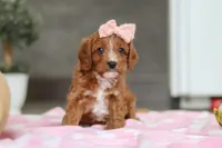 Charlotte, a female Cavapoo for sale in Fresno, OH – Photo 8 of 10