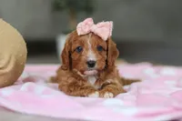 Charlotte, a female Cavapoo for sale in Fresno, OH – Photo 3 of 10