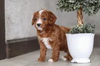 Roxy , a female Cavapoo for sale in Fresno, OH – Photo 7 of 9