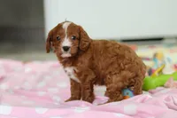 Roxy , a female Cavapoo for sale in Fresno, OH – Photo 2 of 9