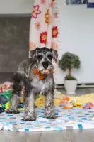Nolan, a male Miniature Schnauzer for sale in Fresno, OH – 7 of 8