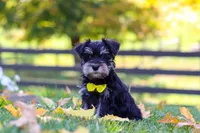 Kevin, a male Miniature Schnauzer for sale in Fresno, OH – 3 of 6