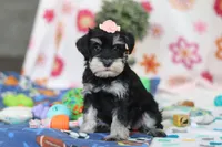 Faye, a female Miniature Schnauzer for sale in Fresno, OH – Photo 3 of 5