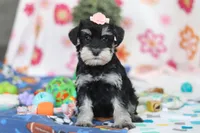 Faye, a female Miniature Schnauzer for sale in Fresno, OH – Photo 2 of 5