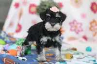 Faye, a female Miniature Schnauzer for sale in Fresno, OH – Photo 4 of 5