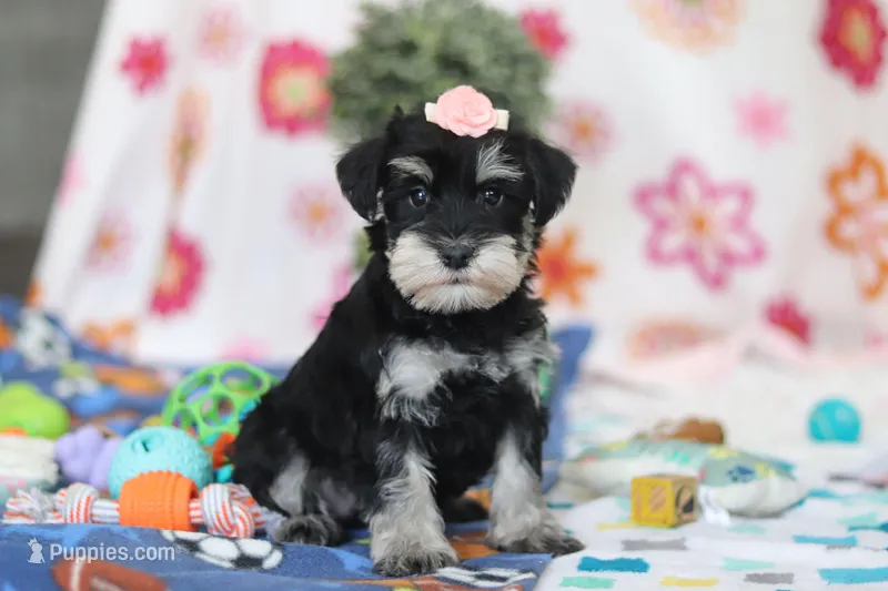 Faye – Miniature Schnauzer puppy for sale in Fresno, OH