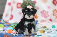 Faye, a female Miniature Schnauzer for sale in Fresno, OH – Photo 1 of 5