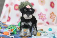 Faye, a female Miniature Schnauzer for sale in Fresno, OH – Photo 5 of 5