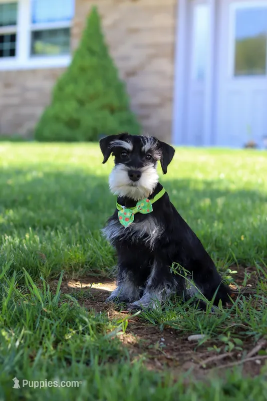 Kenan – Miniature Schnauzer puppy for sale in Fresno, OH