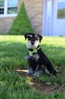 Kenan, a male Miniature Schnauzer for sale in Fresno, OH – 1 of 8