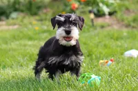 Kenan, a male Miniature Schnauzer for sale in Fresno, OH – 6 of 7