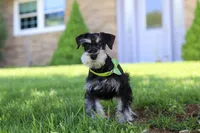 Kenan, a male Miniature Schnauzer for sale in Fresno, OH – 3 of 8