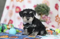 Kenan, a male Miniature Schnauzer for sale in Fresno, OH – Photo 2 of 6