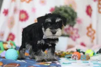 Kenan, a male Miniature Schnauzer for sale in Fresno, OH – Photo 4 of 6